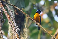 Golden-rumped Euphonia